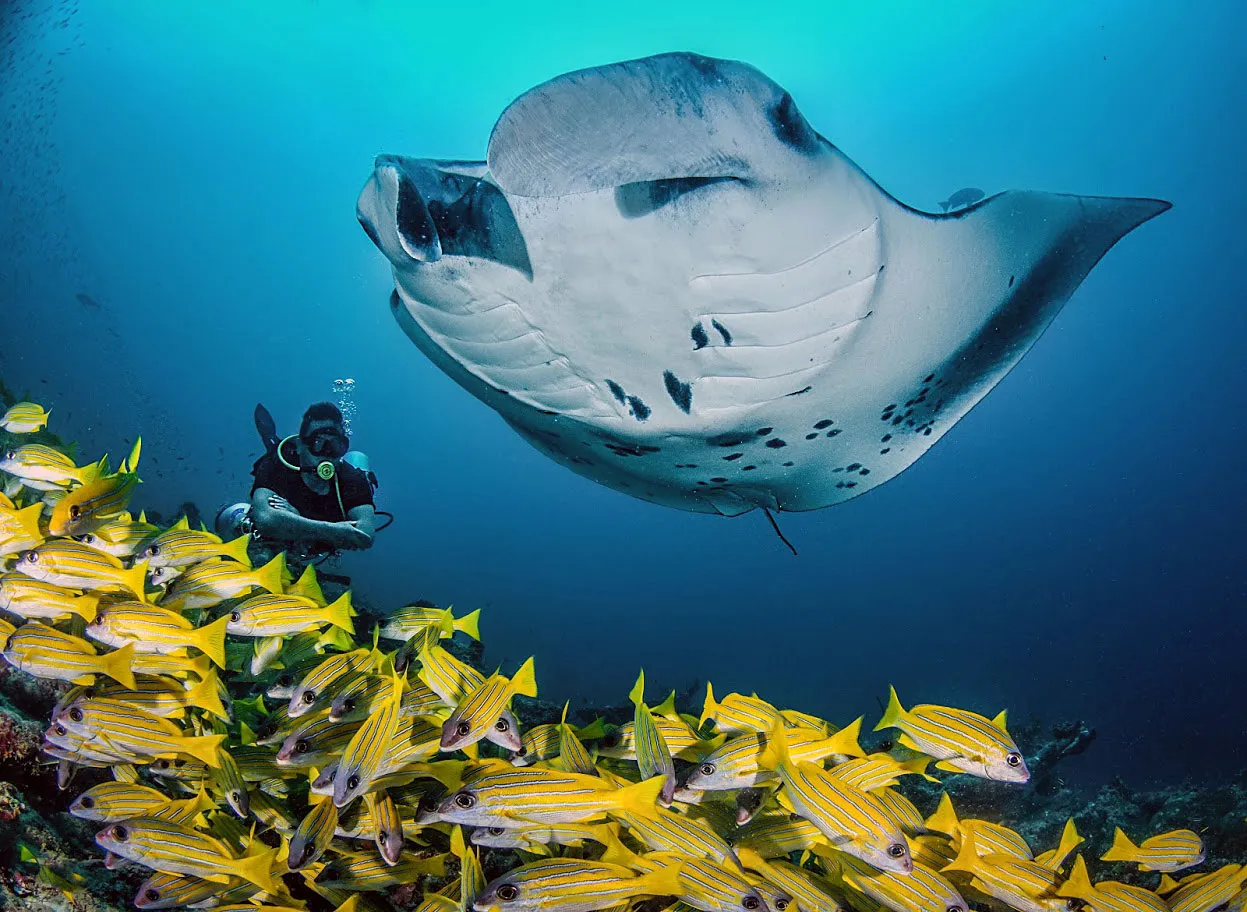 Manta rays in South Ari Atoll, Maldives; illustrative marine-life photograph