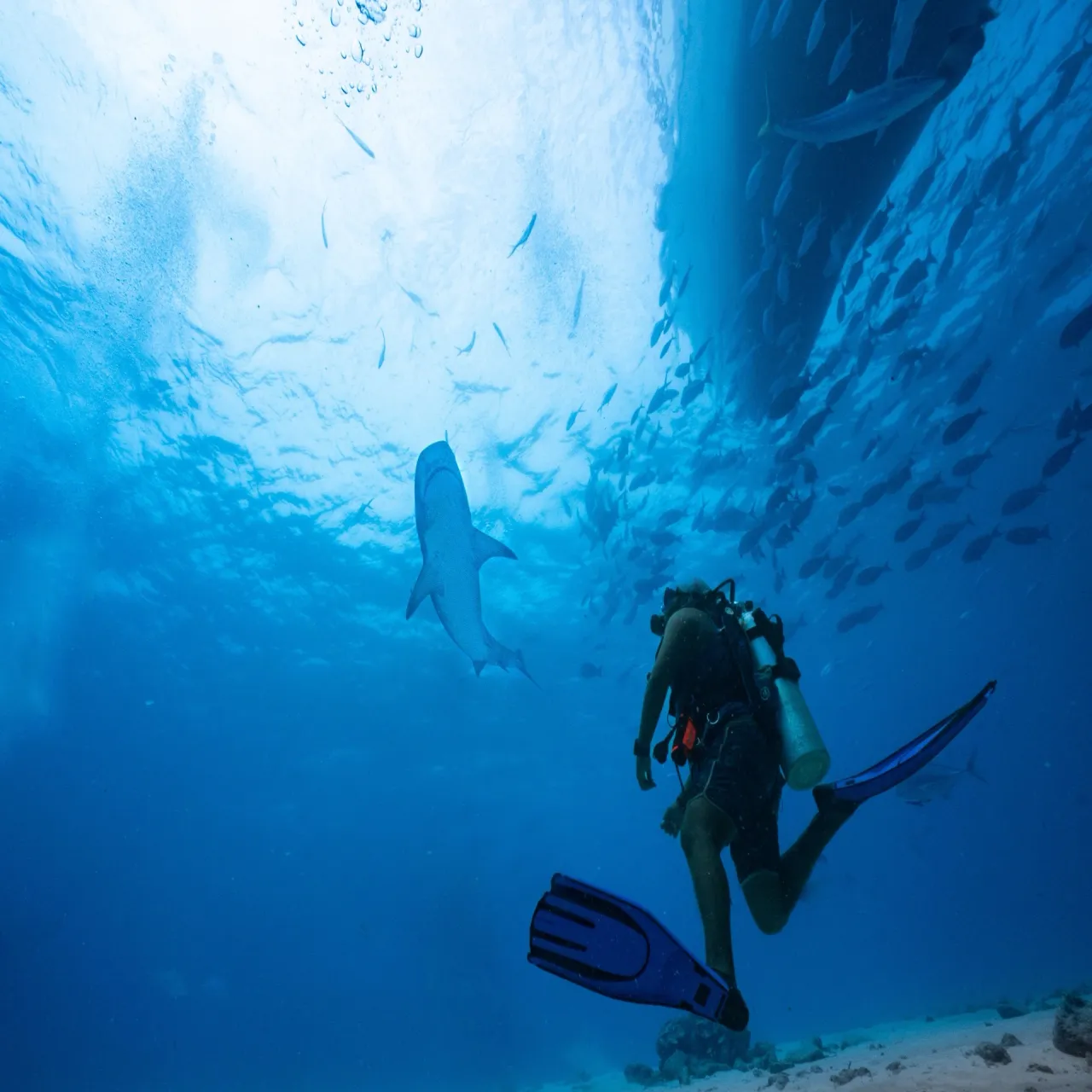 Whale Shark Escape, Dhigurah – Maldives package
