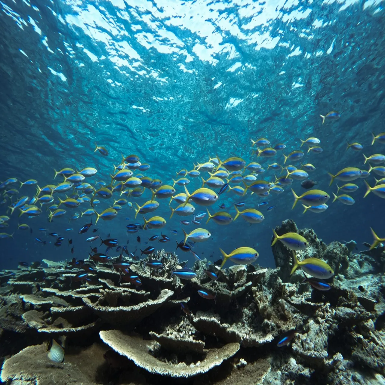 Dive Bandos at Bandos Maldives on Bandos, Maldives