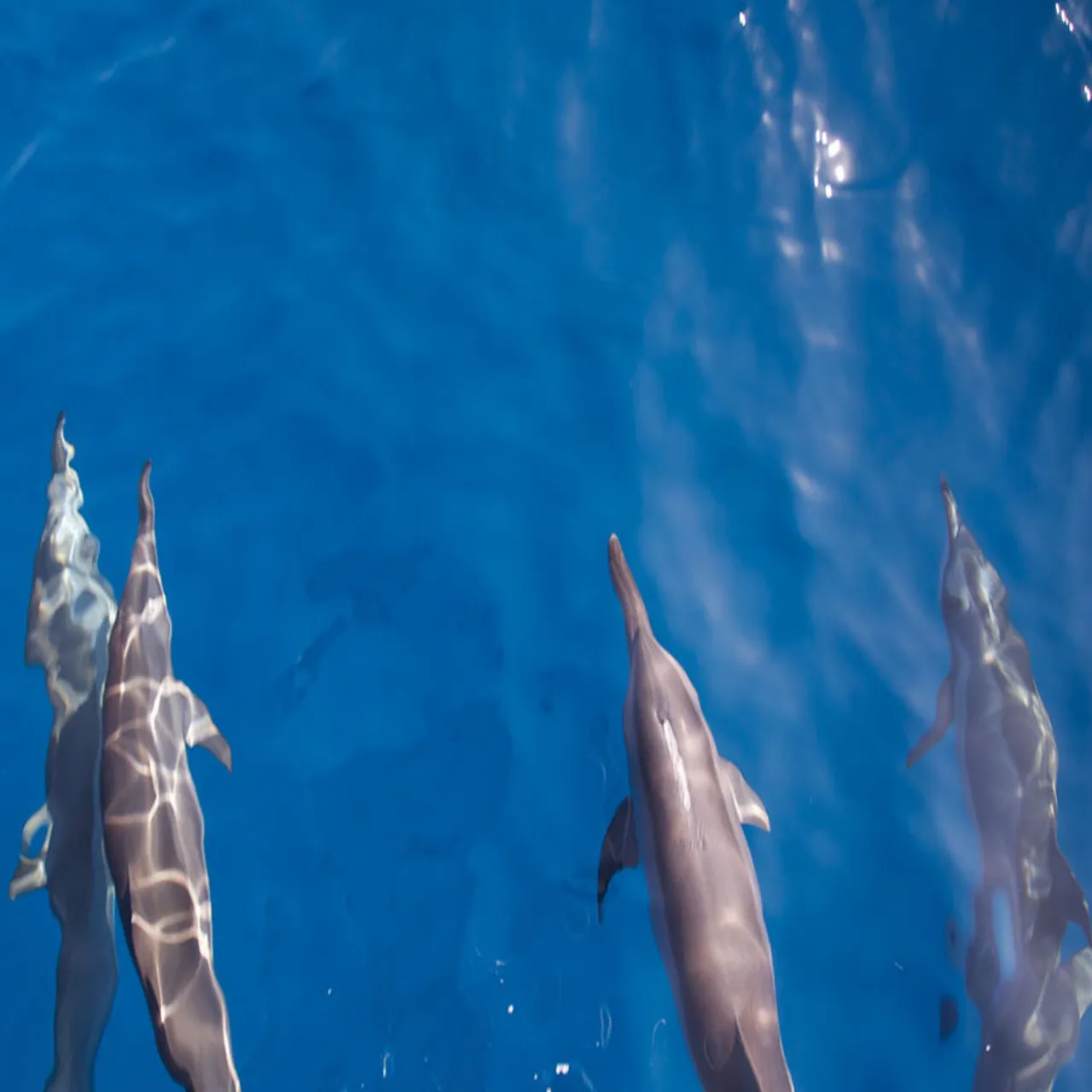 Excursions at Hotel Ocean Grand on Hulhumalé, Maldives