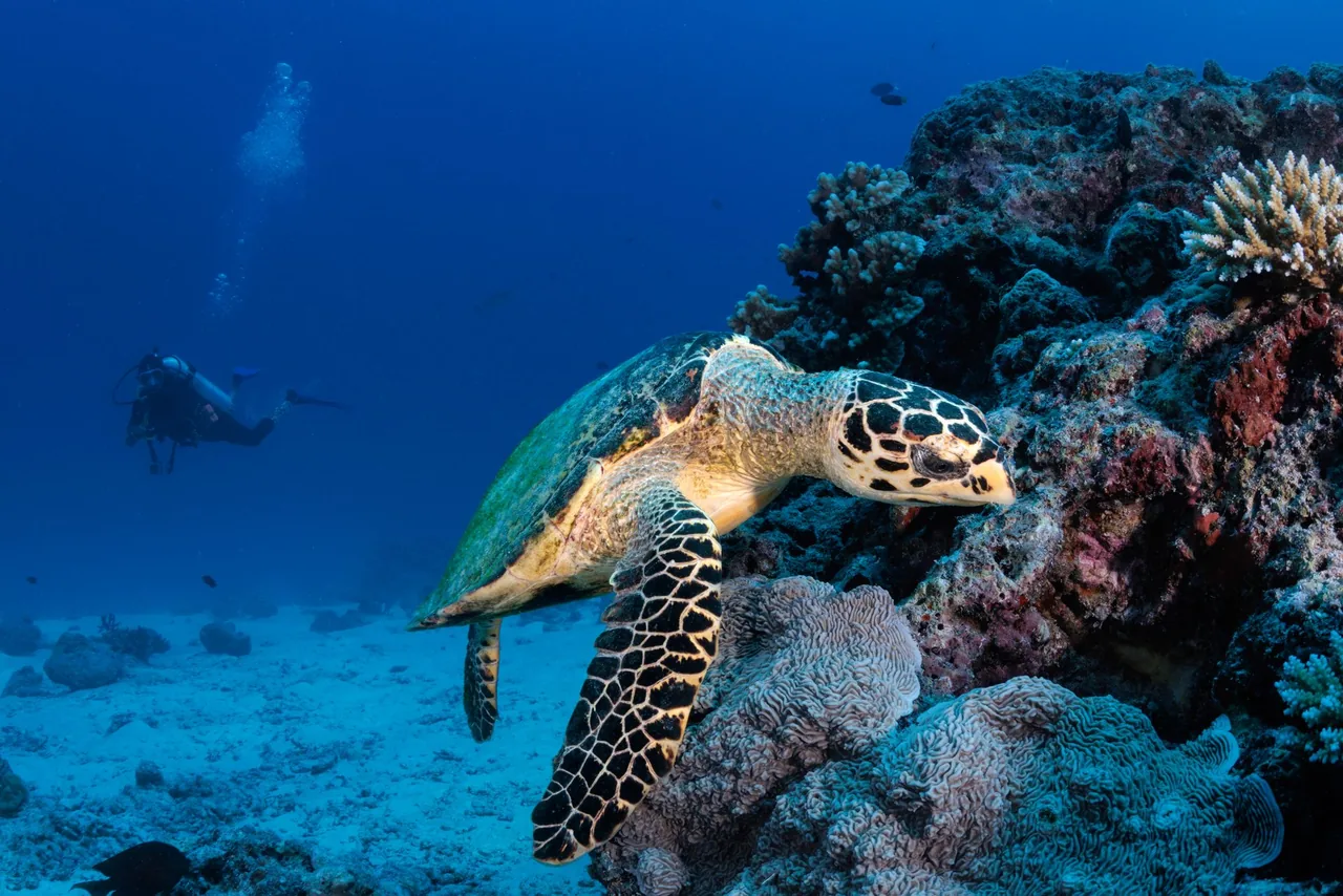 A hawksbill turtle on the reef in Vaavu Atoll