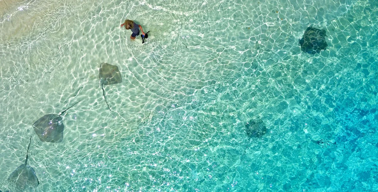 Aerial view of stingrays in the shallow water off Fulidhoo