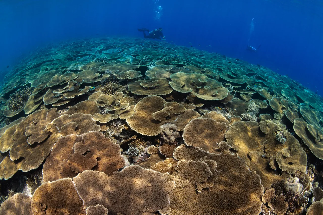 Table corals on a reef in Vaavu Atoll