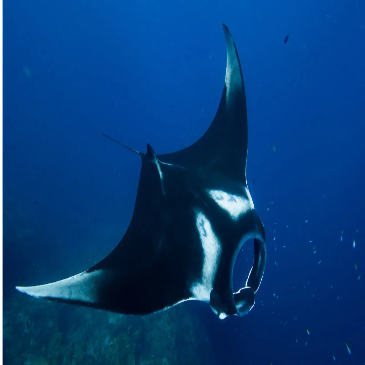 Excursions at Turtle Maldives on Omadhoo, Maldives