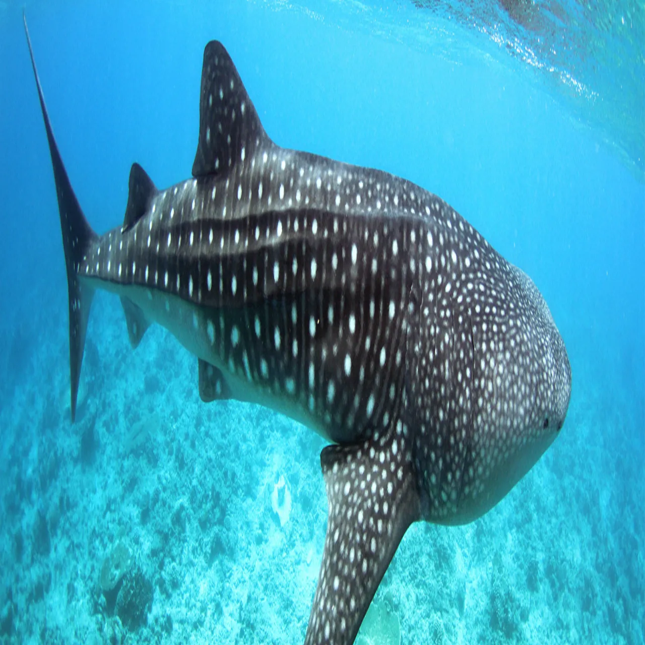 Diving at Vilamendhoo Island Resort & Spa on Vilamendhoo, Maldives