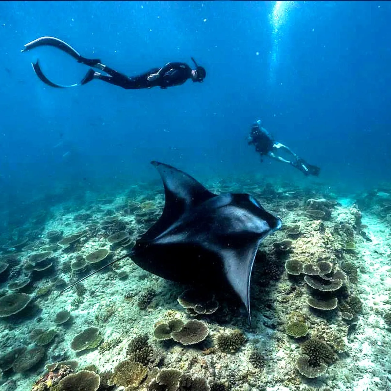Diving at White Sand Dhigurah on Dhigurah, Maldives