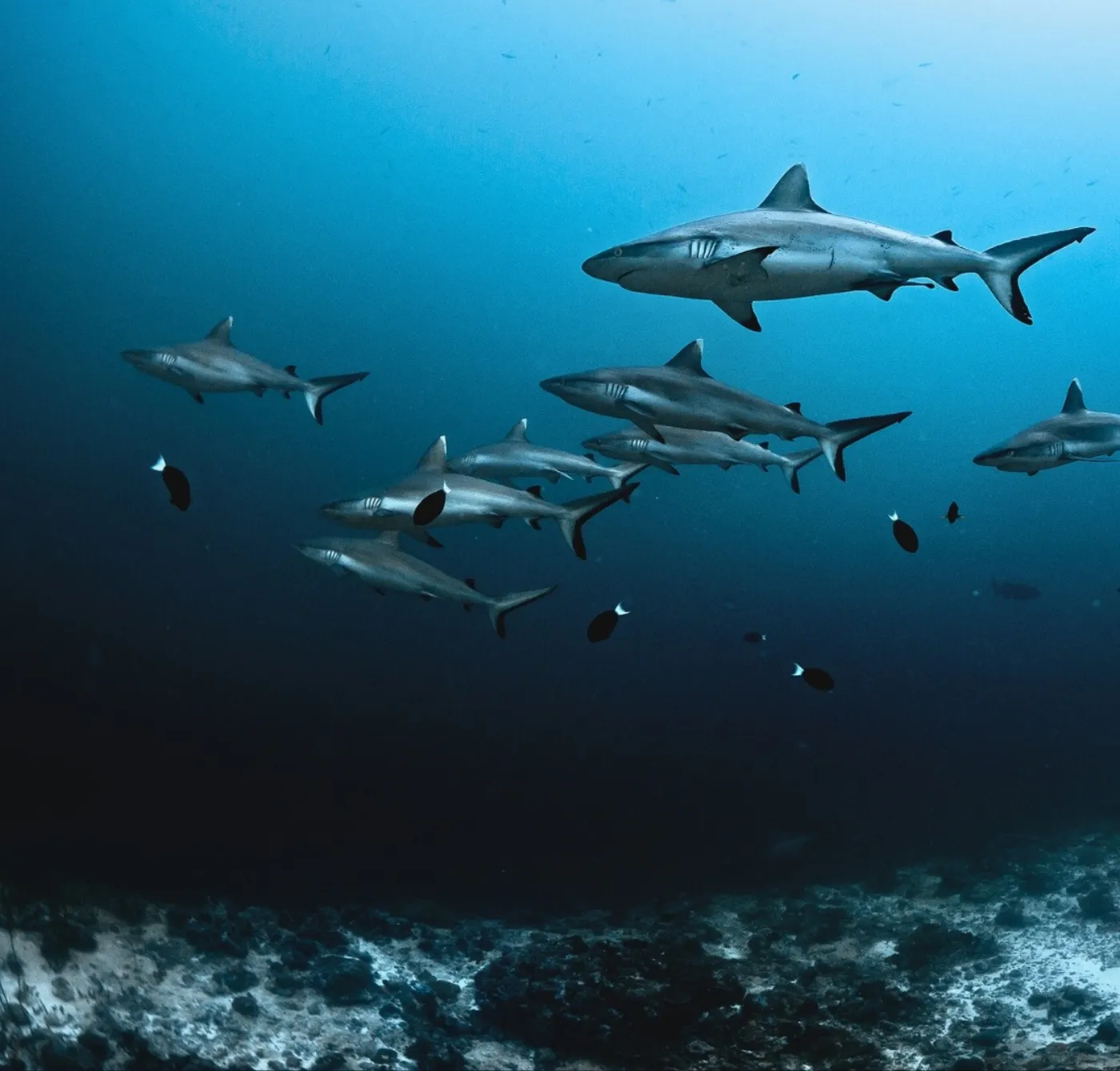 Diving with reef sharks from Scubaspa in the Maldives