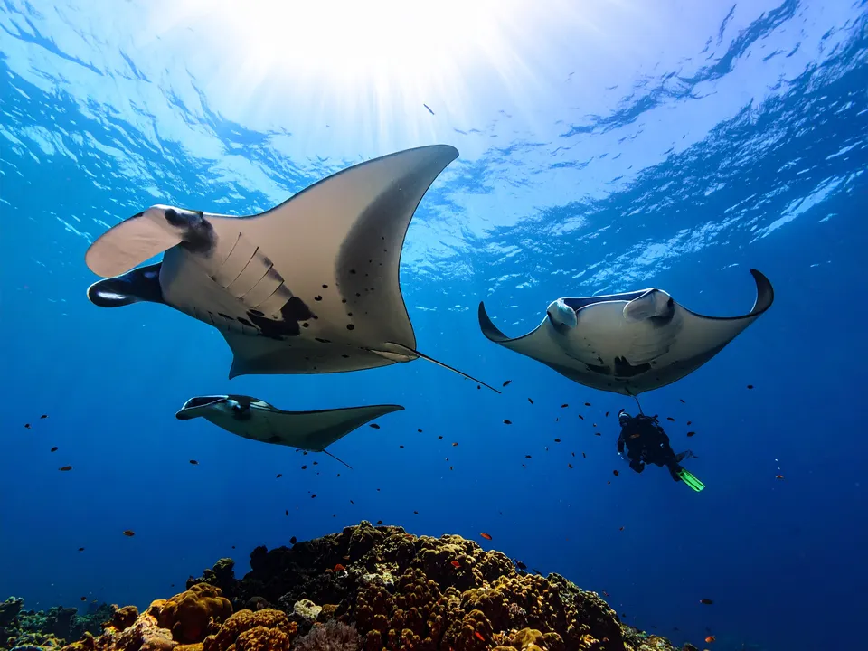 Cozy Scuba Club, Fuvahmulah